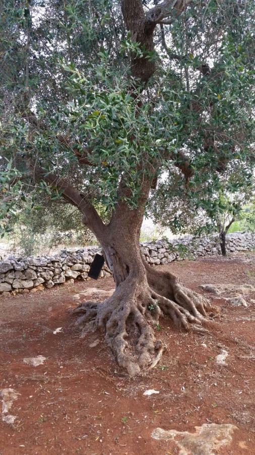 Dimora Il Fico D'India Villa Ostuni Kültér fotó